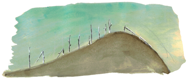 Baumleichen nach saurem Regen