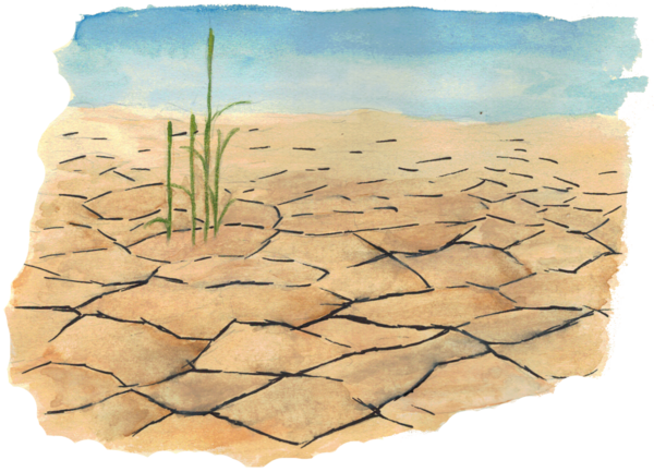 Vertrocknetes Weizenfeld am Hardwald bei Öffingen